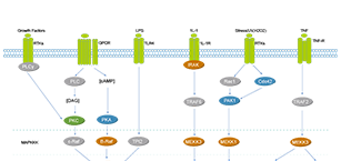 MAPK/ERK Pathway Related Signaling Pathway